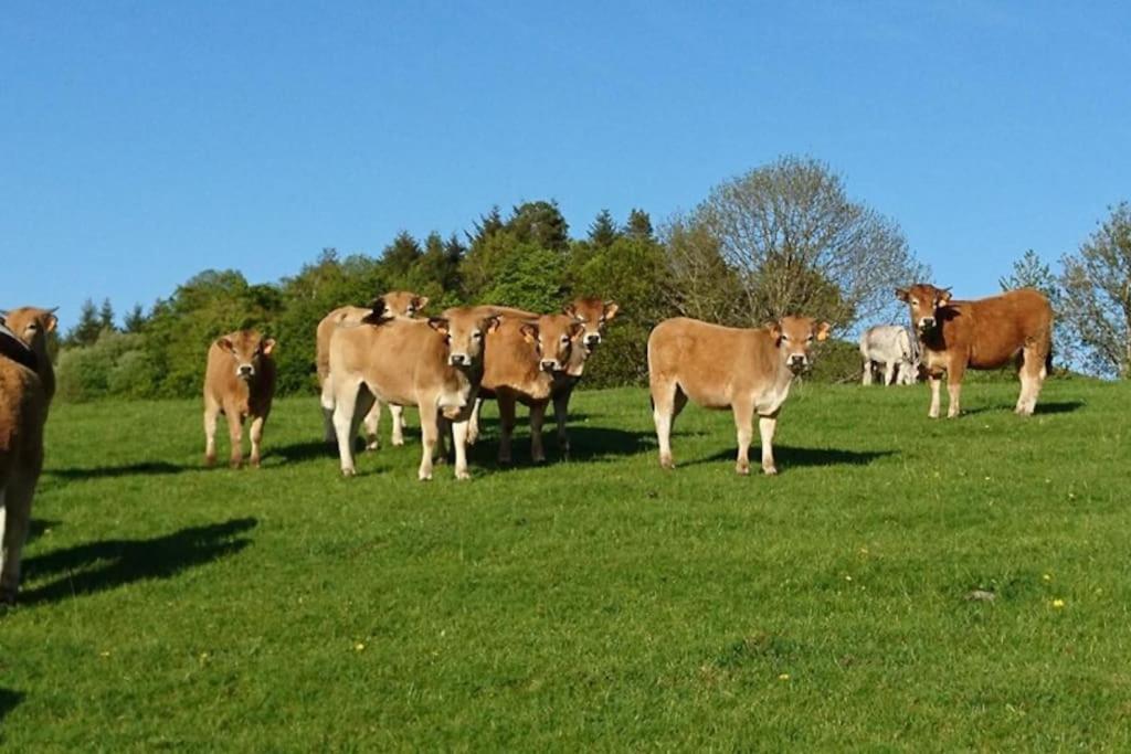 Gite A La Ferme Au Coeur De L'Auvergne Saint-Hippolyte  Экстерьер фото